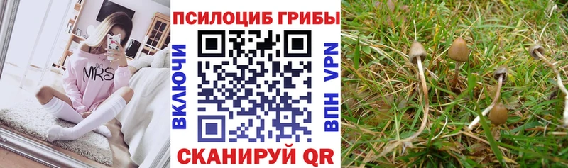 Купить закладки  Питкяранта  Галлюциногенные грибы GOLDEN TEACHER 